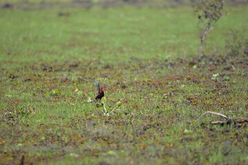 Wattled Jacana (Jacana jacana), Pantanal