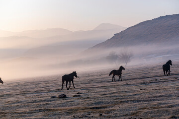 Horses grazing a misty morning in the sunrise in front of Erciyes mountain, in Kayseri city