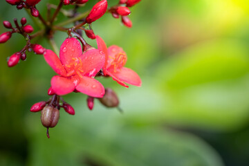 Roses in the garden
