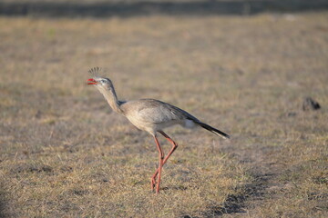 Red-legged Seriema
