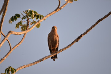 Wattled Jacana (Jacana jacana), Pantanal