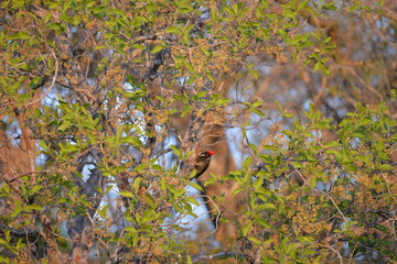 Woodpecker, Pantanal