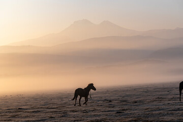 Horses grazing a misty morning in the sunrise in front of Erciyes mountain, in Kayseri city