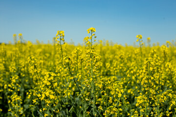 blooming raps field landscape with blue sky, bright yellow rapeseed fields of oilseed rape and nectar for beekeeping