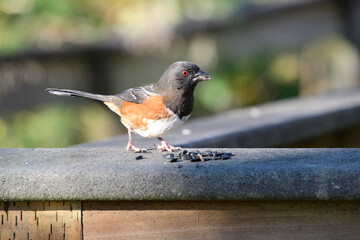 A closeup of a spotted towhee on a fence.   Burnaby BC Canada  
