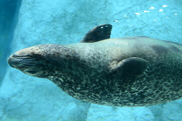 sea lion swimming