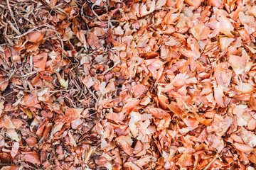 Dry organic remains of vegetable peelings.