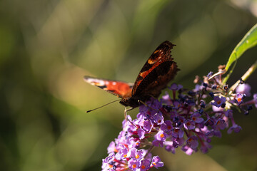 Schmetterling