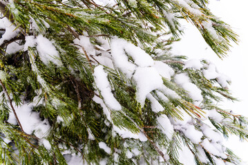 Branches of snowy pines on a mountain road during winter.