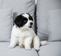 Small puppy half-breed Samoyed and Welsh Corgi