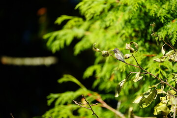 ハミングバード  ハチドリ  木の枝にとまる　毛繕い　擬態するハミングバード 