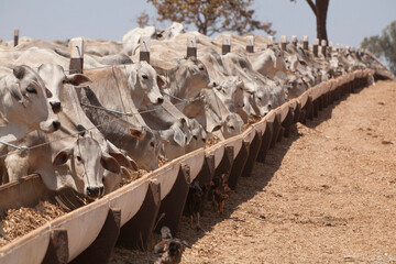 Criação de gado no interior de Minas Gerais,  Brasil.
