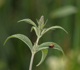 A chockchafer sits on a flower at summer in jena