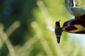 ホバリングするハチドリ  ハミングバード  蜜　シロップ　野鳥