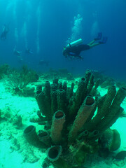 Scuba Diver , Caribbean sea , Aruba island