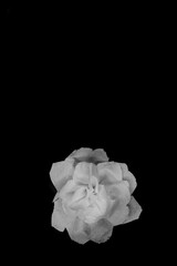 Recycled rose made from toilet paper, shot from above. black background