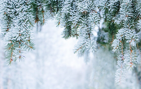 Nature Winter background