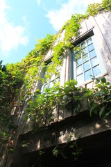 Vines on the side of a building