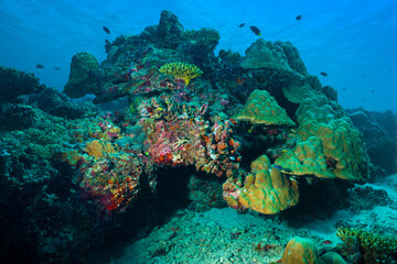 Fototapeta na wymiar Underwater image of a bright coral reef in the Indian Ocean