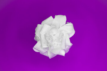 handmade rose, made of toilet paper. full color
