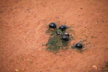Black snails in red sand