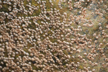 Barnacles on rock in red sand