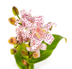 Cute tiny Tricyrtis toad lily flower bouquet isolated on white background. A design photo element for cards, postcards, wedding decotation or botanical cataloque