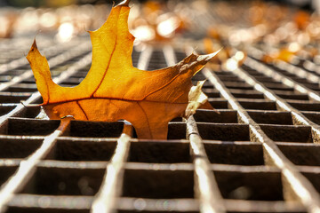 Leaves in a drain sewer