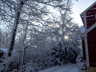 driveway and garden covered with snow in winter with sun star