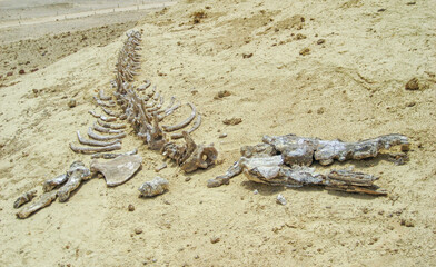 Whale skeleton in Wadi El Hitan (Valley of the Whales), paleontological site in the Faiyum (Egypt)