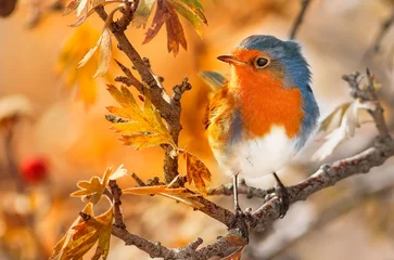 Poster Close-up shot van een verbazingwekkende schattige Robin-vogel neergestreken op een herfstboomtak © Yavuz Alhan/Wirestock