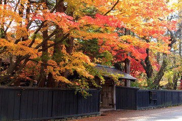 秋田県角館　秋の武家屋敷通り　紅葉
