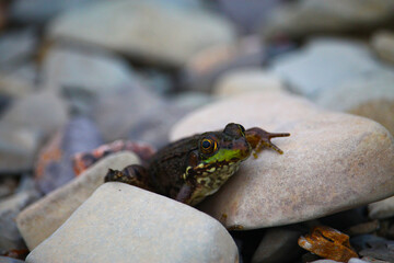 Small frog on a rock 