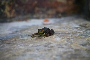 Small frog on a rock 