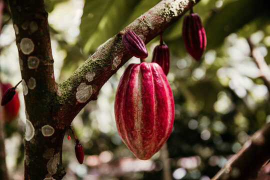 Cacao Plant in forest