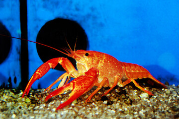 Orange Tangerine Crayfish - Procabarus Clarkii
