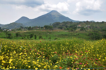 Cosmos Caudatus flower garden, yellow flowers native to Latin America and West Indies against the...