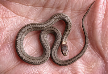 Northern red belly snake in the hand