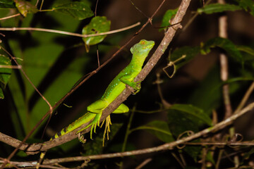 Costa Rica, flora and fauna at its best: a breathtaking trip through a mangrove forest