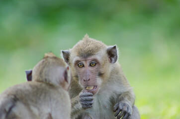 scientific name Macaca fascicularis ,Crab-eating macaque , two long tailed monkeys