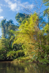 Costa Rica, flora and fauna at its best: a breathtaking trip through a mangrove forest