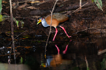 Costa Rica, flora and fauna at its best: a breathtaking trip through a mangrove forest
