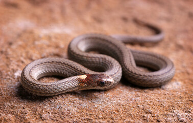Northern red-belly snake resting on the rock.