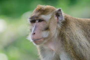 scientific name Macaca fascicularis ,Crab-eating macaque