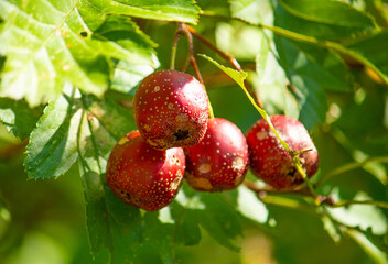 オオミサンザシ（大実山査子）、学名：Crataegus pinnatifida var. major、薬用、中国原産、東京、日本、秋