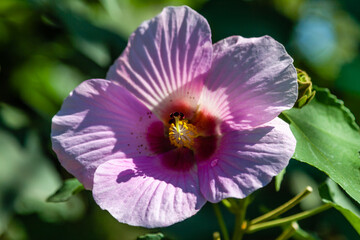 Codya Rica = Pura Vida