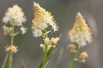 Wildflowers of the High Desert