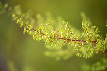 クソニンジン、学名：Artemisia annua 、中国名:黄花蒿、英名:sweet annie、生薬名：オウカコウ、抗マラリヤ薬、日本、秋撮影