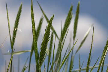 Naklejka premium Wildflowers of the High Desert