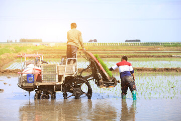 Obraz na płótnie Canvas Farmers planting rice in field by using rice planting machine.